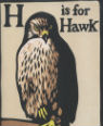 H is for Hawk by Helen MacDonald