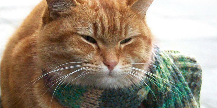 A street cat named Bob: how one man and a cat saved each other's lives by James Bowen