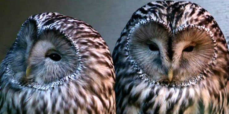 Ural owls Bea and Bumble