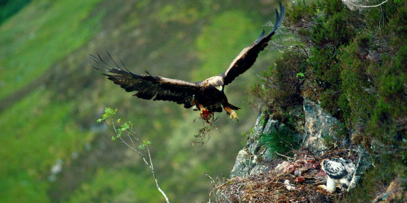 A kestrel